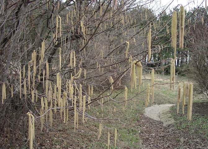 Le noisetier (corylus avellana) offre une nourriture qualitativement importante